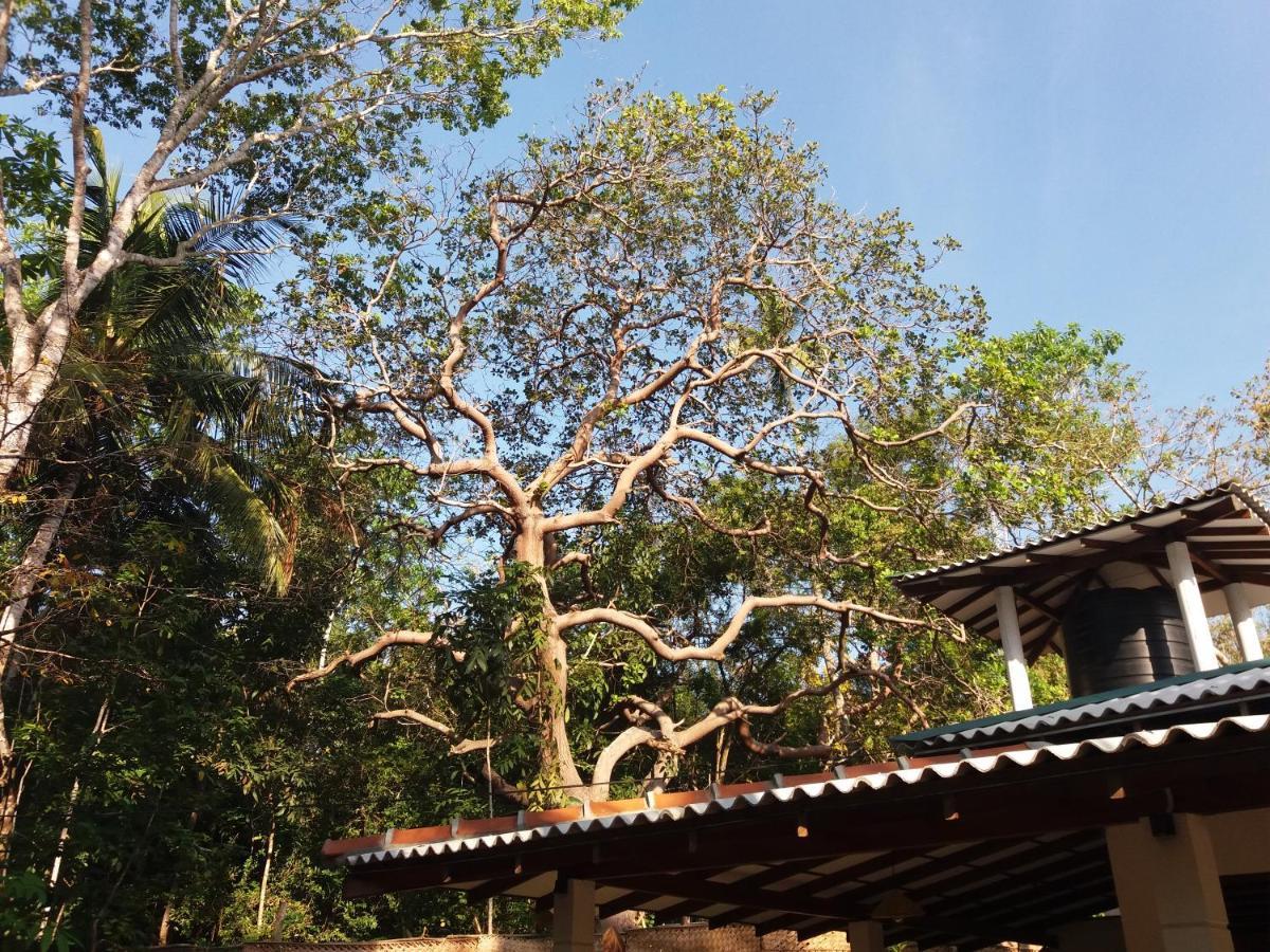 Cashew Villa Hiriketiya Dickwella Exterior photo
